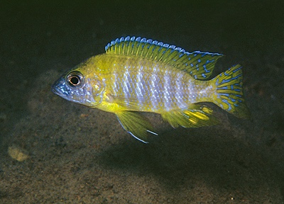 Aulonocara sp. 'stuartgranti maleri' Nakantenga Island
